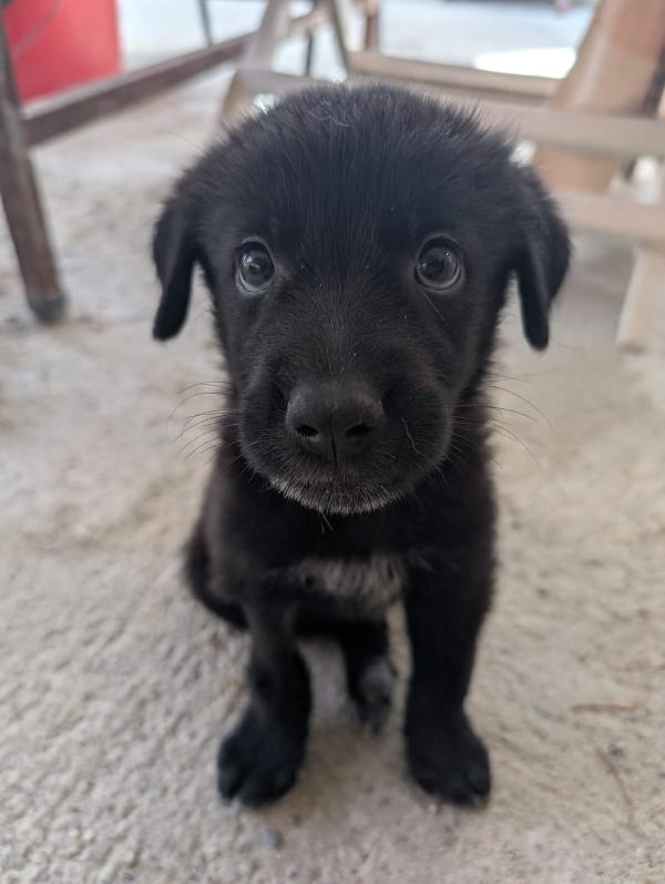 ”  🐶 “Prugna, Una Cucciola Coraggiosa In Cerca Di Amore”